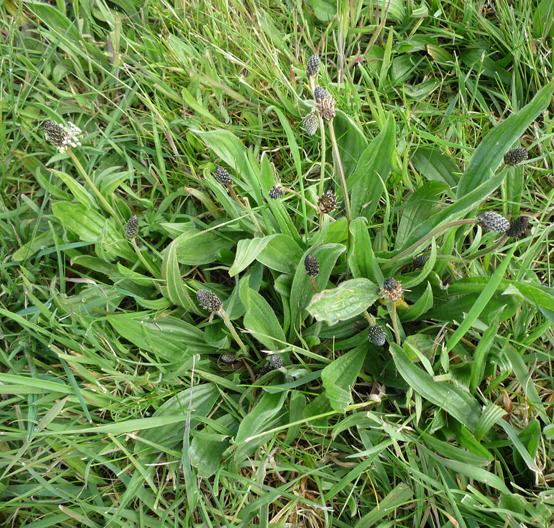 lawn weeds identification