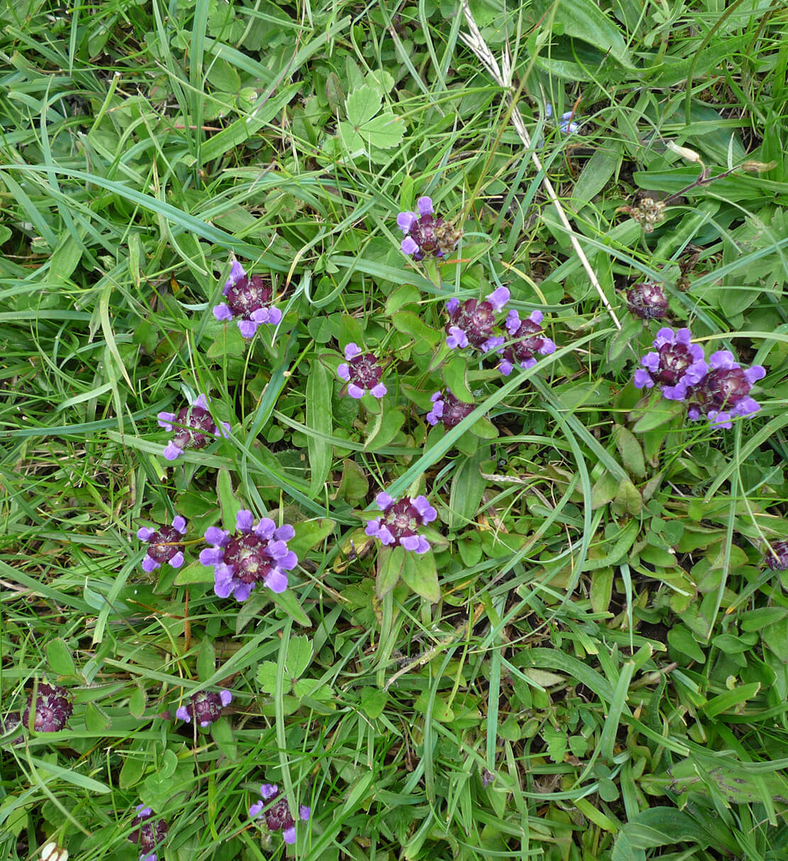 purple lawn weeds