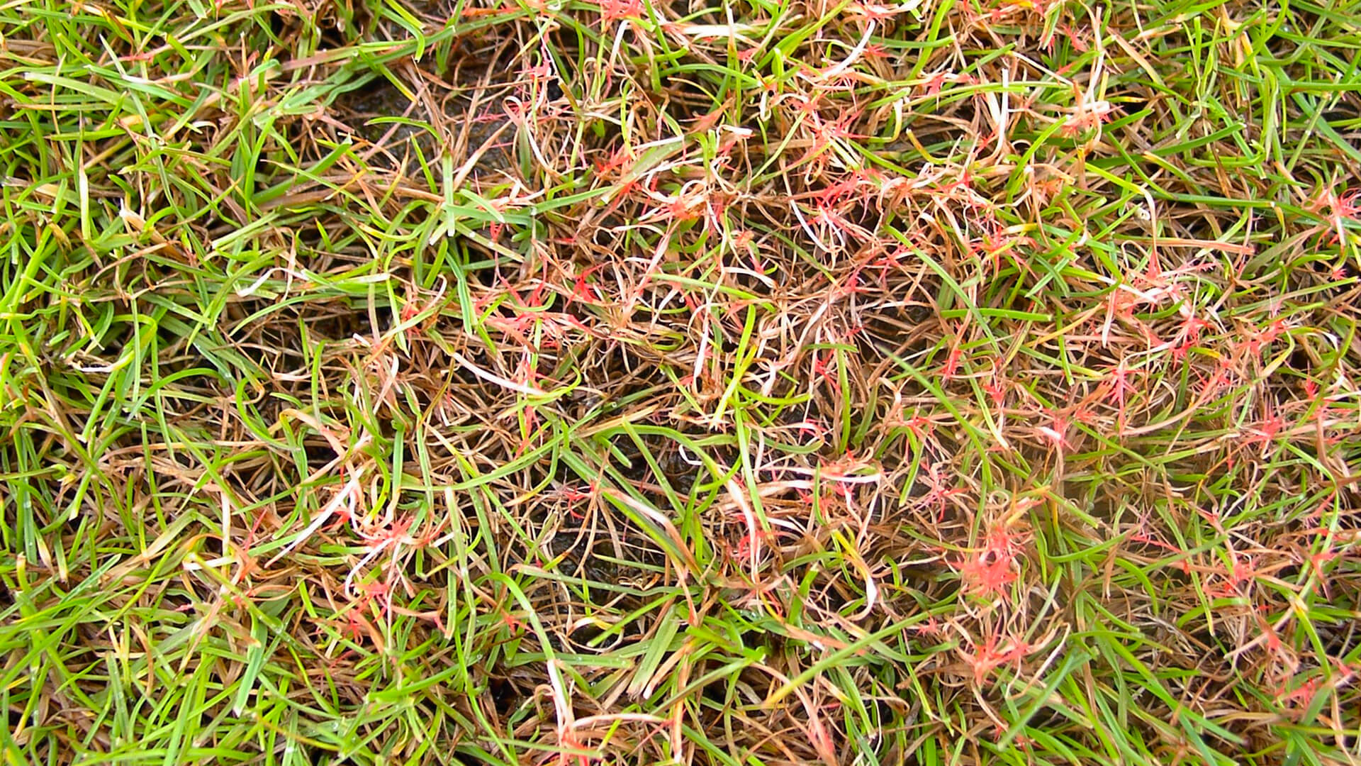 pink patch lawn fungus