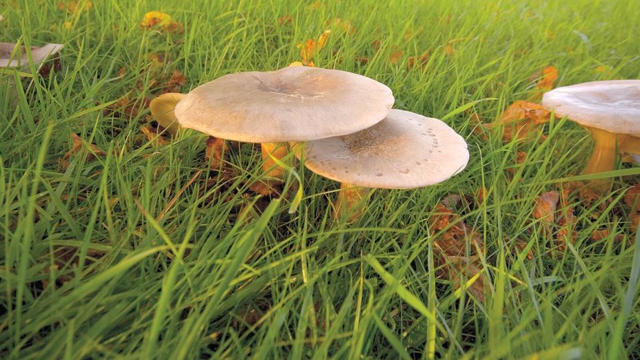 pests toadstools lawns lawnsmith